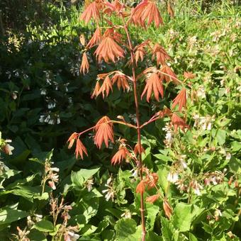 Acer shirasawanum 'Moonrise'