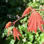 Acer shirasawanum 'Moonrise' - 