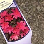 Lewisia  longipetala 'Little Raspberry' - 