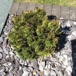 Pinus mugo 'Ophir' - 