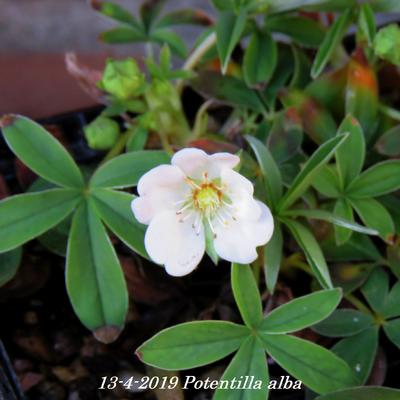 Weißes Fingerkraut - Potentilla alba