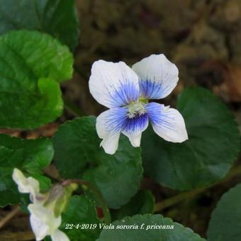 Viola sororia f. priceana