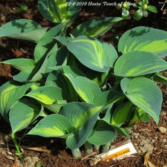 Hosta 'Touch of Class'