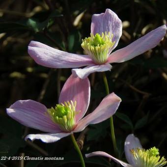 Clematis montana