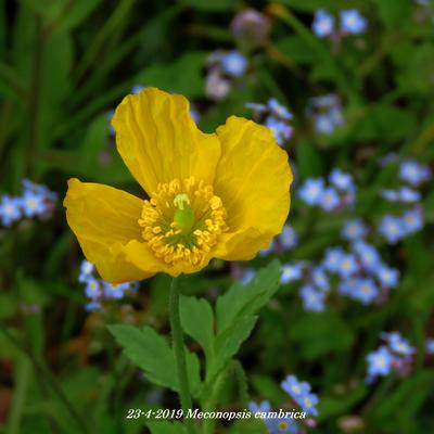 Wald-Scheinmohn - Meconopsis cambrica