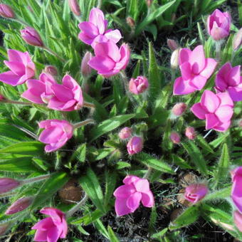 Rhodohypoxis baurii