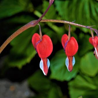 Lamprocapnos spectabilis 'Valentine'