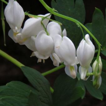 Lamprocapnos spectabilis 'Alba'