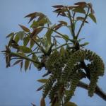 Juglans regia - Noyer commun - Juglans regia