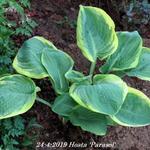 Hosta 'Parasol' - 