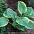 Hosta 'Parasol'