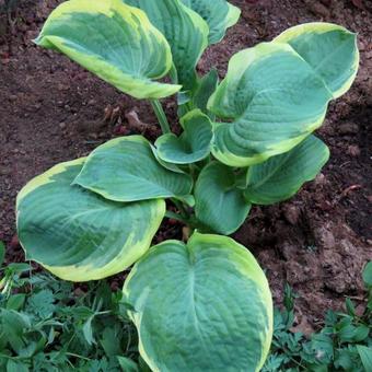 Hosta 'Parasol'