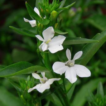 Lobelia erinus pendula