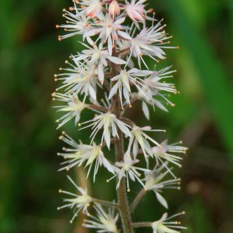 Tiarella cordifolia 'Spring Symphony'