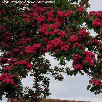 Crataegus x media 'Paul's Scarlet'