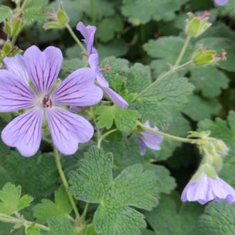 Geranium 'Terre Franche'