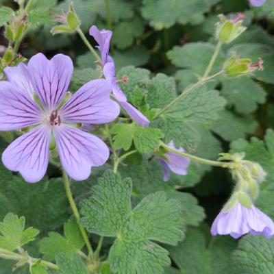 Geranium 'Terre Franche' - Geranium 'Terre Franche'