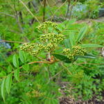 Sorbus commixta 'Carmencita' - 