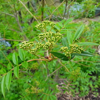 Sorbus commixta 'Carmencita'