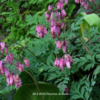 Dicentra formosa