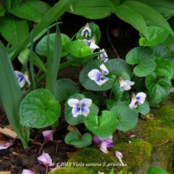 Viola sororia f. priceana