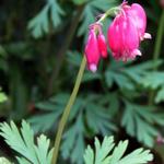 Dicentra formosa 'Bacchanal' - 