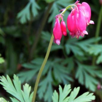 Dicentra formosa 'Bacchanal'