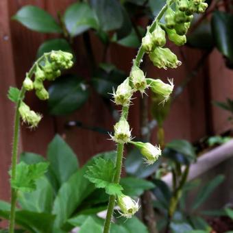 Tellima grandiflora