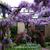 Wisteria sinensis 'Amethyst'