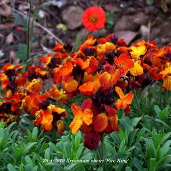 Erysimum cheiri 'Fire King'