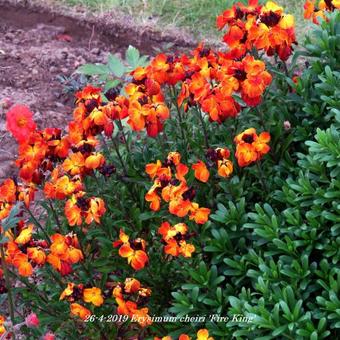 Erysimum cheiri 'Fire King'