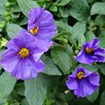 Lycianthes rantonnetii 'Blue Fountain' - 