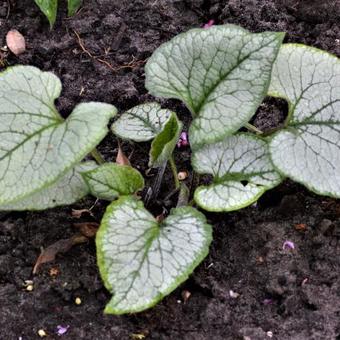 Brunnera macrophylla 'Looking Glass'