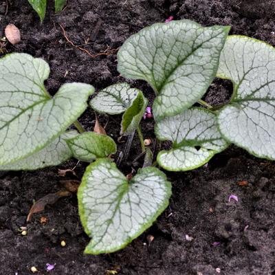 Brunnera macrophylla 'Looking Glass' - Brunnera macrophylla 'Looking Glass'