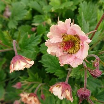 Geum 'Beech House Apricot'