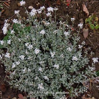 Achillea umbellata