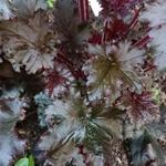 Heuchera 'Black Taffeta' - 