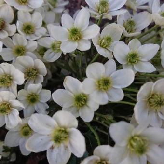 Clematis 'Ovation'