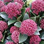 Skimmia japonica 'Rubesta' - 