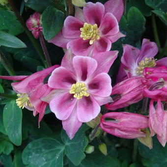 Aquilegia vulgaris WINKY