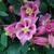 Aquilegia vulgaris WINKY