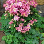 Aquilegia vulgaris WINKY - 