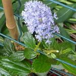 Ceanothus 'Burkwoodii' - Ceanothus 'Burkwoodii'