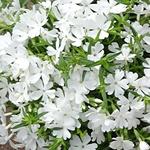 Phlox subulata 'EARLY SPRING White' - 