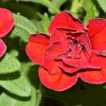 Calibrachoa 'Double Red' - 