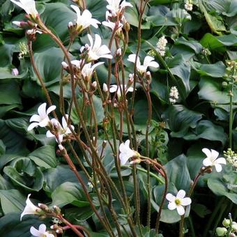 Saxifraga granulata