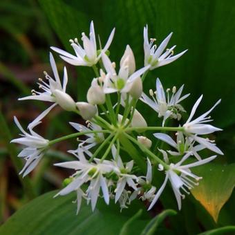 Allium ursinum