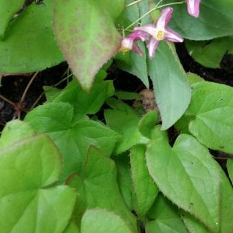 Epimedium x rubrum