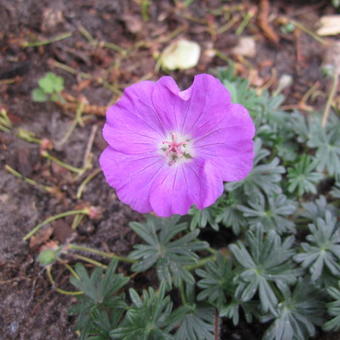 Geranium sanguineum 'Max Frei'