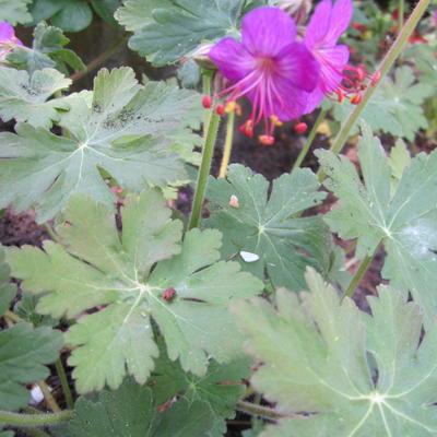 Geranium x cantabrigiense 'Cambridge'